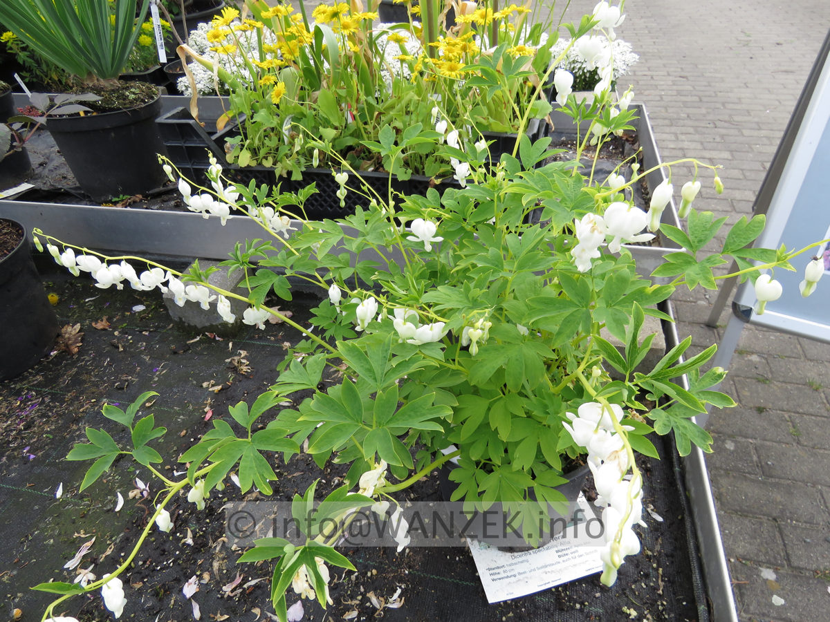 Dicentra spectabilis Alba 02.JPG
